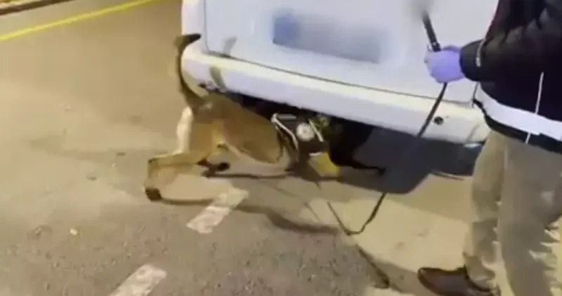 Stepneye zulalanmış 12 kilo uyuşturucuyu Hector buldu