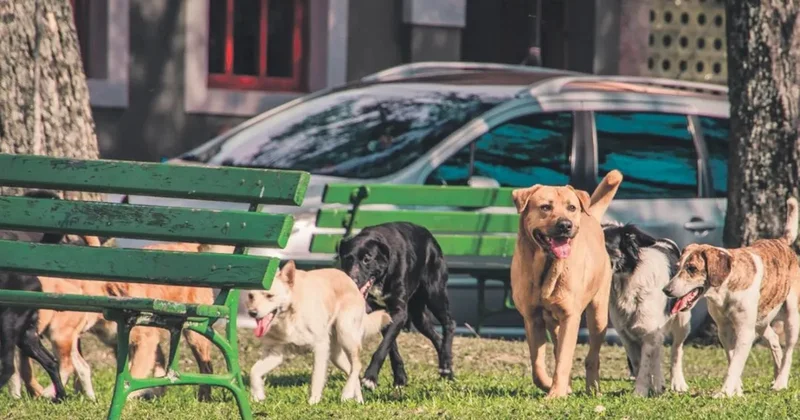 Kontrolsüz beslemeye yasak getirildi