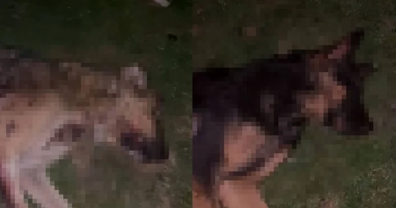 Samsun da vahşet! 9 köpek tabancayla vurulmuş halde ölü bulundu