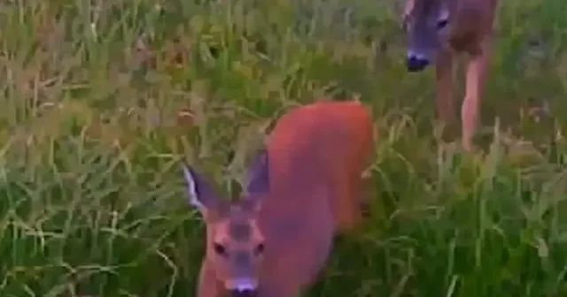 Kastamonu da yaban hayvanları fotokapan ile kaydedildi VİDEO İZLE