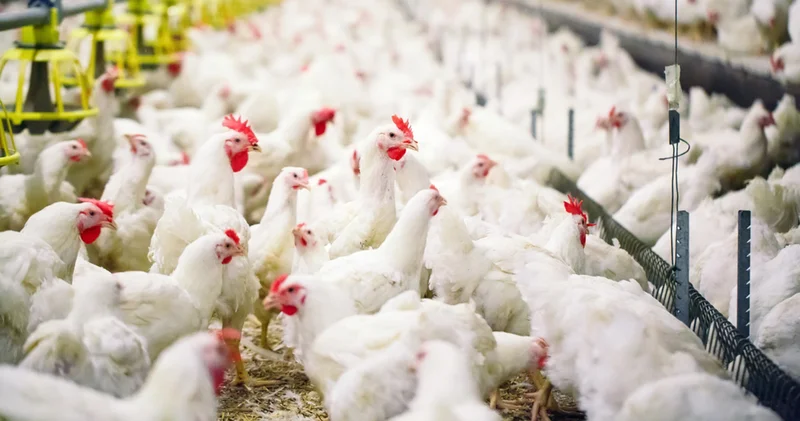 Birbirinden ilginç 10 gerçek: Dünyada tavuk sayısı insan sayısından fazla!