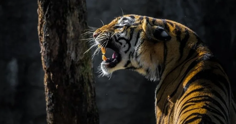 Dünyada kaplan kaçakçılığı arttı; sayı ayda ortalama 9 u buldu Sözcü Gazetesi