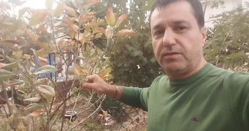 Kasım ayında elma ağacı çiçek açıp meyve verdi