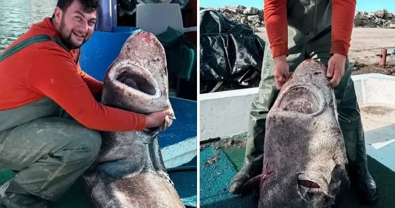 Yalova açıklarında 4 metre uzunluğunda köpek balığı ağa takıldı: Tam 300 kilo ağırlığında Yalova Haberleri