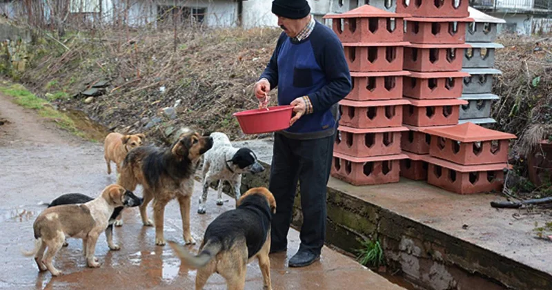 Valilik sokak hayvanlarına savaş açmıştı: Türkiye Hayvanları Koruma Vakfı ndan tepki