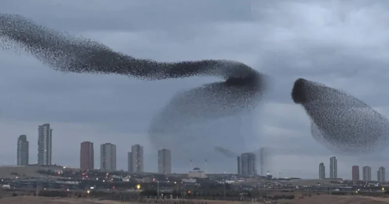 Sığırcıkların gökyüzündeki dansı büyüledi