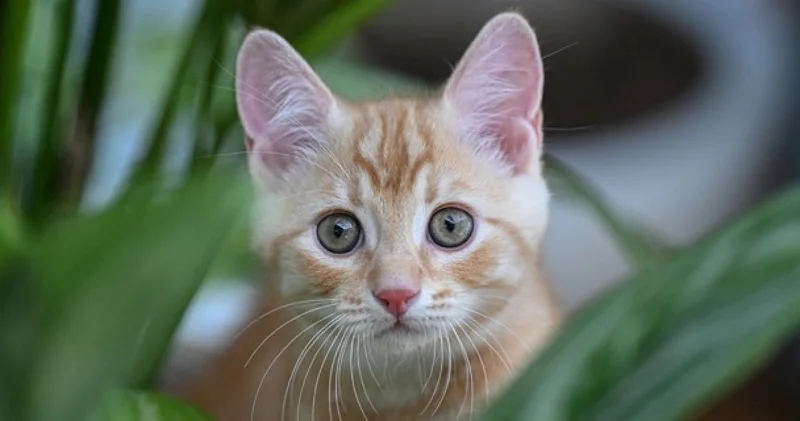 Kediyi öldürüp kaçana ödül gibi ceza!