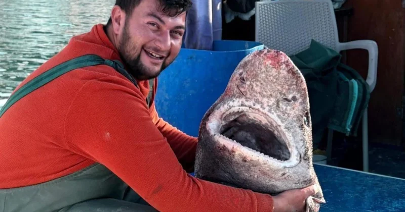 Yalova da balıkçılar 4 metrelik köpek balığı yakaladı