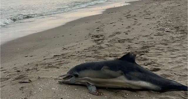 Samsun sahiline ölü yunus vurdu Samsun Haberleri