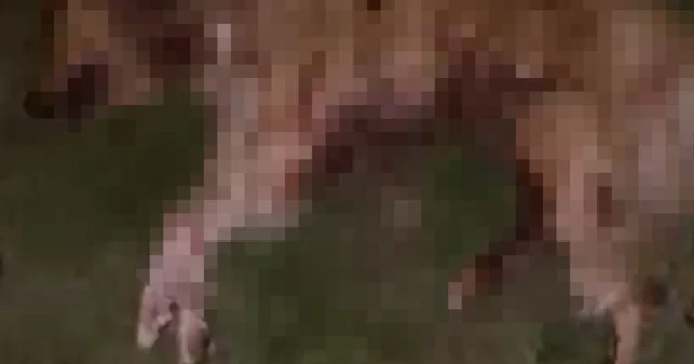 Samsun da 9 köpek tabanca ile vurularak öldürüldü, Valilik açıklama yaptı Samsun Haberleri