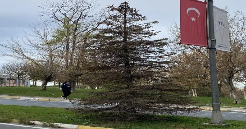Süslenmesin diye zehirlediler mi? YTÜ’de gericiler ‘Yıldızlı Ağaç’a kezzap döktü iddiası