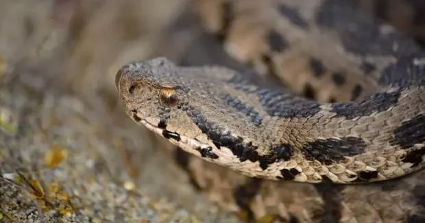Çankırı haberleri Çankırı da ilk kez kayda geçti! Zehirli tür bir metre boyunda 25 Aralık 2025
