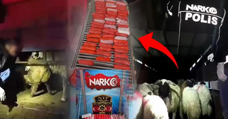 Koyunların karnına uyuşturucu sakladılar