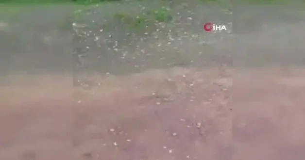 Derince de sahipsiz sokak köpekleri dehşet saçmaya devam ediyor