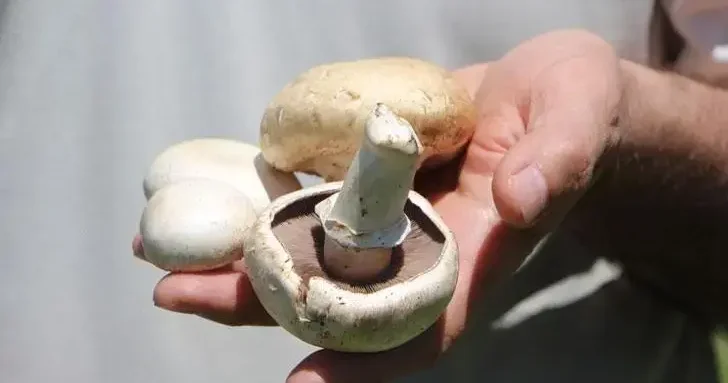 Yenilebilir olduğu düşünülen her 3 mantardan 1 i sizi hastanelik edebilir