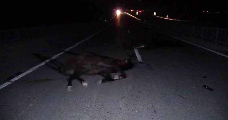 Malatya da feci olay: Milyonluk taylar karayolunda telef oldu