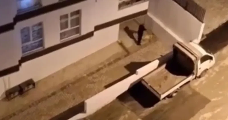 Polis köpeği tabanca ile öldürdü! Yerde uzanırken yanına yaklaşıp ateş etti