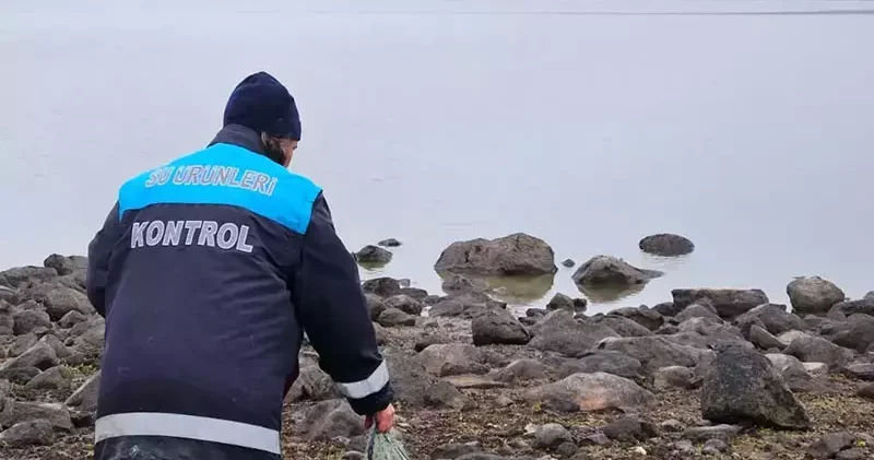 Kaçak ağa takılan 105 sazan canlı kurtarıldı