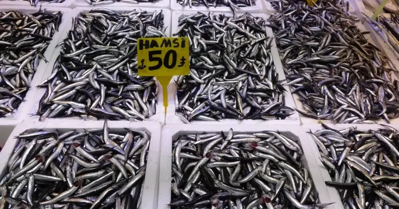 Hamsi Türk karasularını erken terk etti