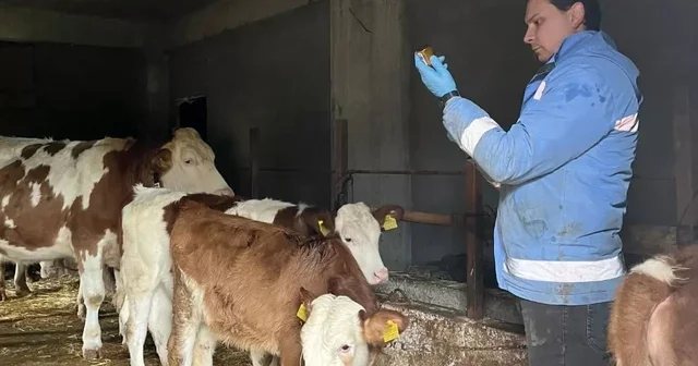 Yığılca da hayvan sağlığı çalışmaları sürüyor Düzce Haberleri