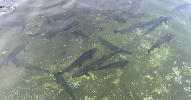 Van da tarihi rekor! Hedef 400 milyon yavru alabalık!