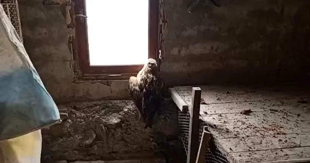 Bolu da yaralı şahin koruma altına alındı Bolu Haberleri