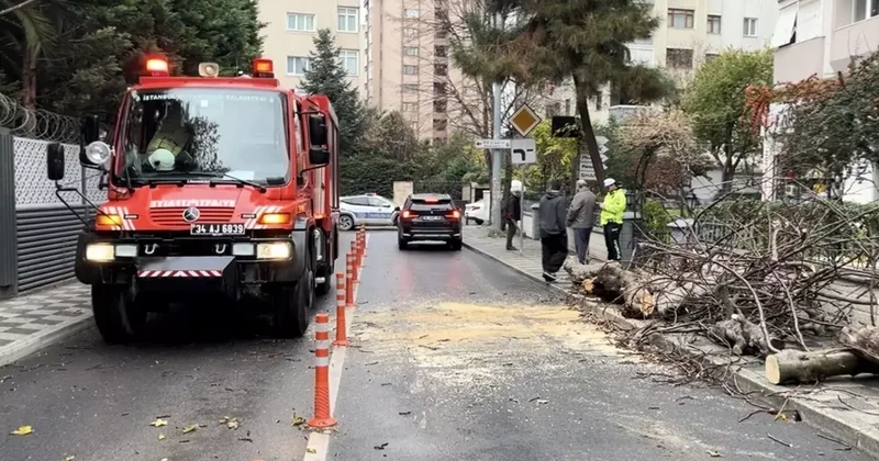 Kadıköy’de yola devrilen ağaç paniğe neden oldu