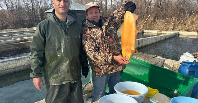Van da binlerce ton kapasiteli tesislerde alabalık sağımı başladı Van da milyonlarca yavru alabalık sağım çalışmalarıyla yetiştiriliyor Van Haberleri