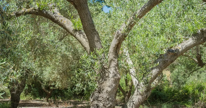 Türkiye’de herkes bu ağaçları bahçesine dikiyor ama evlere zarar veriyor: Huzur kalmıyor Sözcü Gazetesi