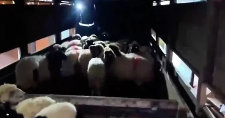 Uyuşturucuyu küçükbaş hayvanların karın boşluklarının içine gizlemişler! 2 şüpheli gözaltına alındı