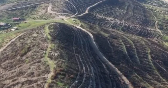 Aliağa ve Foça da yanan orman alanları yeniden yeşile kavuşuyor İzmir Haberleri