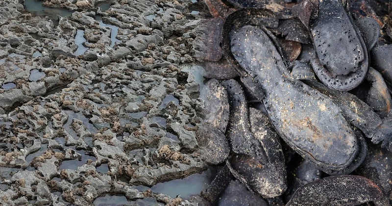 870 nüfuslu köyün sahilinden tam 437 tanesi çıktı: Yetkililerin iki teorisi var Sözcü Gazetesi