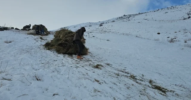 Erciş te asırlık kış mesaisi: Otlar kızaklarla köye taşınıyor Van Haberleri