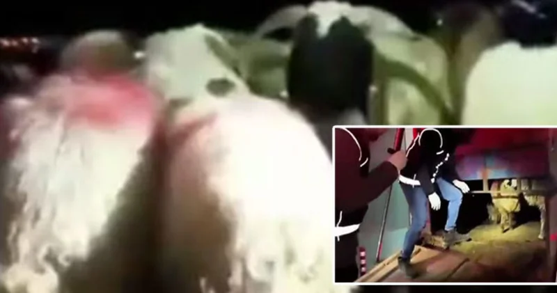 Şeytanın aklına gelmez! 29 koyunun karnında dikiş izi vardı SON DAKİKA HABER Son dakika haberleri