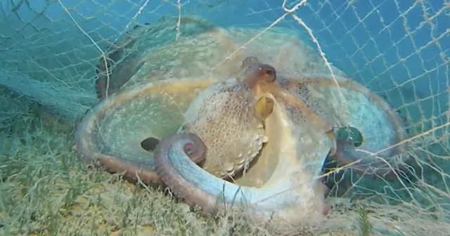 Hayalet ağlarla mücadelede 420 milyon metrekare alan tarandı Bursa Haberleri