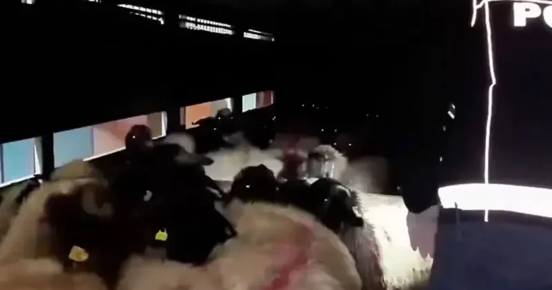 29 küçükbaşın karın boşluğuna gizlenmiş 54,6 kilo metamfetamin ele geçirildi: 2 gözaltı