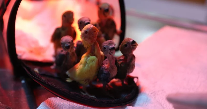 El konulan cennet papağanı yavrularına doğal yaşam parkında bakılıyor