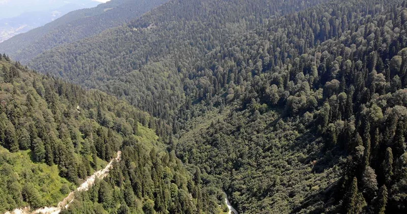 Erdoğan imzaladı: 11 ilde orman sınırları değişti