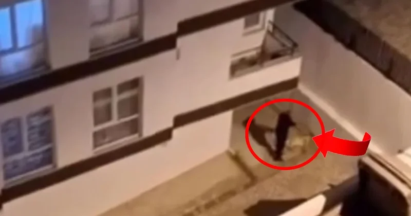 Vatandaş cep telefonuyla kaydetti: Polisin tabancasıyla köpeği vurduğu anlar Sözcü Gazetesi