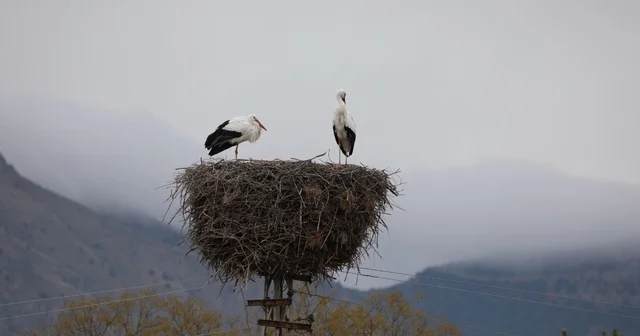 Köyü mesken tutan leylekler, 10 yıldır göç etmiyor Erzincan Haberleri