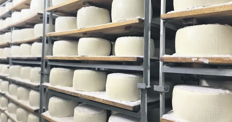 Şanlıurfa’nın peyniri ABD sofralarında