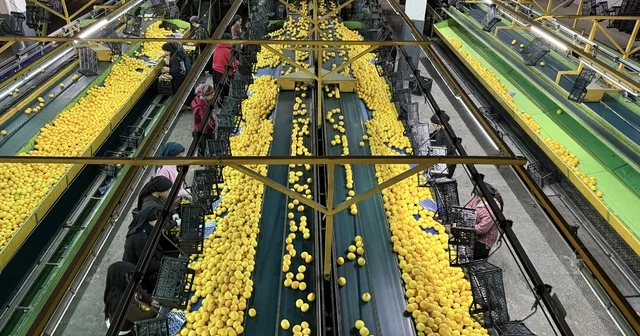 Yeni yıl öncesi narenciyede yoğun hasat Türkiye nin narenciye ihtiyacının önemli bir bölümünü karşılayan Adana dan Rusya ve Ukrayna nın yanı sıra birçok Avrupa ülkesine yeni yıl öncesi narenciye ihracatı gerçekleştirildi Adana Haberleri