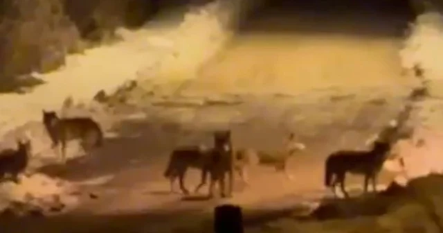 İlçe merkezine inen kurt sürüsü cep telefonuyla görüntülendi Ardahan Haberleri