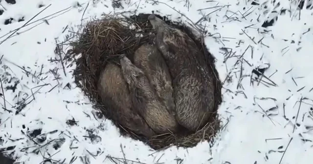 Kars ta yumak halinde uyuyan domuz ailesi görüntülendi Kars Haberleri