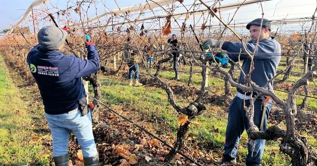 Buldan ın tescilli üzümlerinin yetiştiği asmalar yeni sezona hazırlanıyor Denizli Haberleri