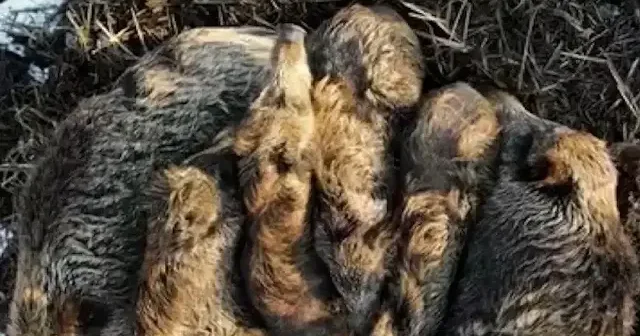 Kars’ta dondurucu soğukta sıcacık bir manzara: Domuz ailesi yumak oldu VİDEO İZLE