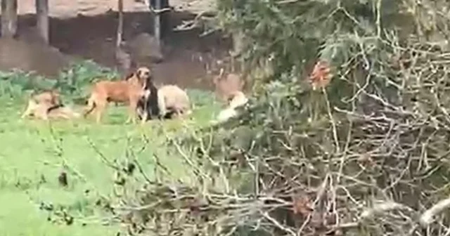 Derince de başıboş köpek tepkisi: 30 a yakın köpek bir arada dolaşıyor Kocaeli Haberleri