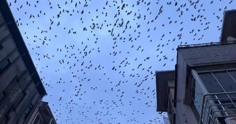 Tekirdağ semalarında kargaların görsel şöleni