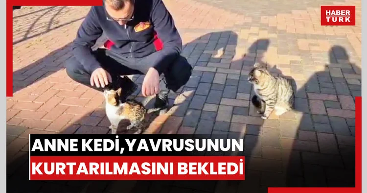 Anne kedi, çaya düşen yavrusunun kurtarılmasını bekledi