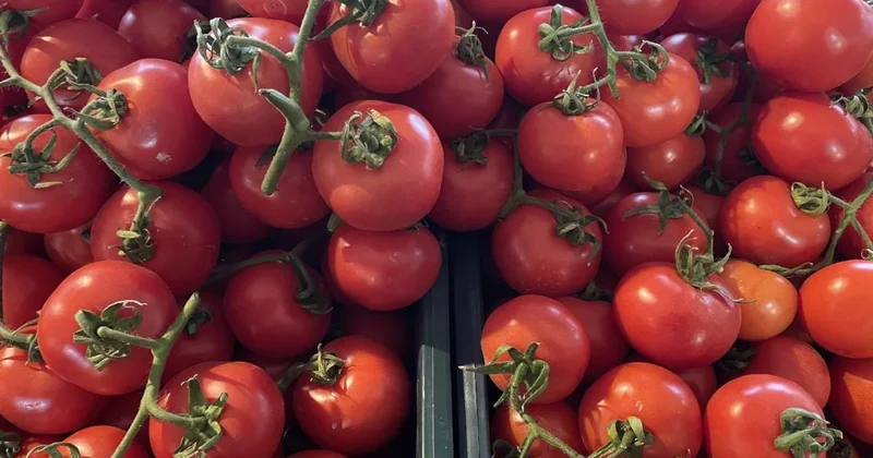 Domates yerken iki kez düşünün: 90 dakikada ortaya çıkıyor Sözcü Gazetesi